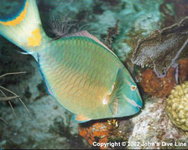 Stoplight Parrot Fish